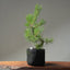 Scots Pine #1021