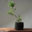 Scots Pine #1022