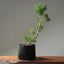 Scots Pine #1022