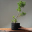 Scots Pine #1022
