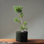 Scots Pine #1022