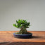 Olive Bonsai #1024