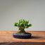 Olive Bonsai #1024