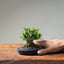 Olive Bonsai #1024