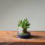 Olive Bonsai #1024