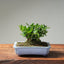 Olive Bonsai #1025