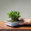 Olive Bonsai #1025
