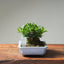 Olive Bonsai #1025