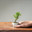 Olive Bonsai #1026 (Mini)