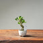 Olive Bonsai #1026 (Mini)