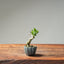 Olive Bonsai #1027 (Mini)