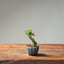 Olive Bonsai #1027 (Mini)