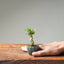 Olive Bonsai #1027 (Mini)