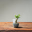 Olive Bonsai #1027 (Mini)