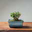 Olive Bonsai #1028
