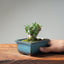 Olive Bonsai #1028