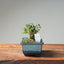 Olive Bonsai #1028