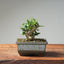 Olive Bonsai #1029
