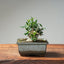Olive Bonsai #1029