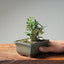 Olive Bonsai #1029