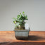 Olive Bonsai #1029