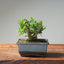 Olive Bonsai #1030