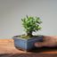Olive Bonsai #1030