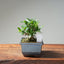 Olive Bonsai #1030
