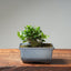 Olive Bonsai #1031