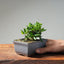 Olive Bonsai #1031