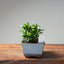 Olive Bonsai #1031