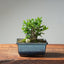 Olive Bonsai #1032