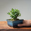 Olive Bonsai #1032