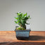 Olive Bonsai #1032