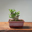 Olive Bonsai #1033