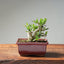 Olive Bonsai #1033