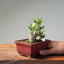 Olive Bonsai #1033