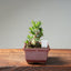 Olive Bonsai #1033