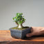 Olive Bonsai #1034