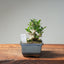 Olive Bonsai #1034