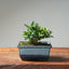 Olive Bonsai #1035