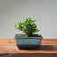 Olive Bonsai #1035