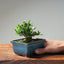 Olive Bonsai #1035