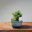 Olive Bonsai #1035