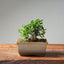 Olive Bonsai #1036