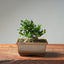 Olive Bonsai #1036