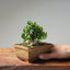 Olive Bonsai #1036