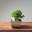 Olive Bonsai #1036