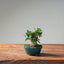 Olive Bonsai #1037 (Mini)