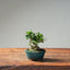 Olive Bonsai #1037 (Mini)